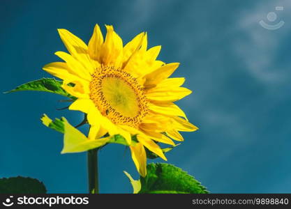 Beautiful sunflower inflorescence in summer garden