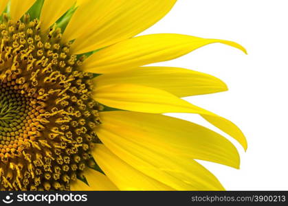 Beautiful sunflower isolated on white background