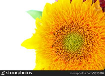 Beautiful sunflower isolated on white background, closeup