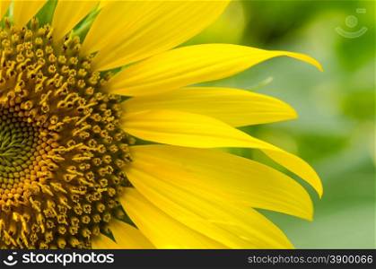 Beautiful sunflower on green background.