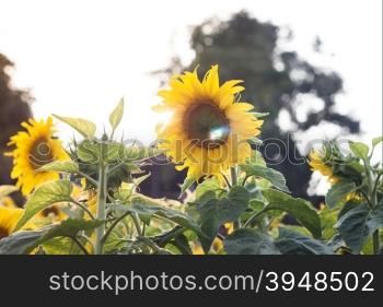 Beautiful sunflower on natural background with vintage filter style, stock photo