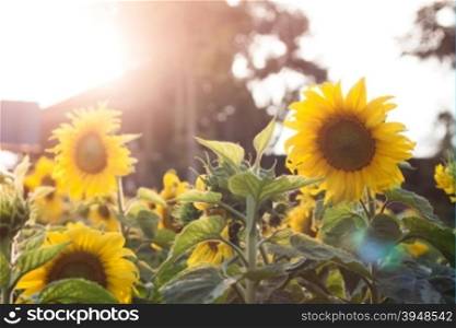 Beautiful sunflower on natural background with vintage filter style, stock photo