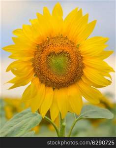 beautiful sunflower on summer field