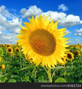 Beautiful Sunflower on the field against a blue sky in a summer sunny day