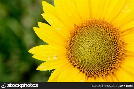 Beautiful sunflower with bright yellow with a green of background