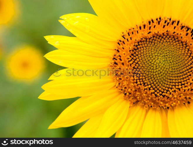 Beautiful sunflower with bright yellow with more sunflowers of background