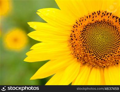 Beautiful sunflower with bright yellow with more sunflowers of background