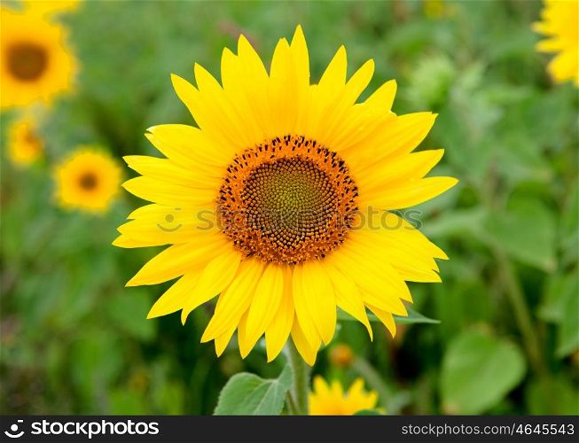 Beautiful sunflower with bright yellow with more sunflowers of background