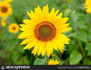 Beautiful sunflower with bright yellow with more sunflowers of background