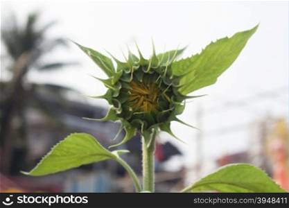 Beautiful sunflower with natural background, stock photo