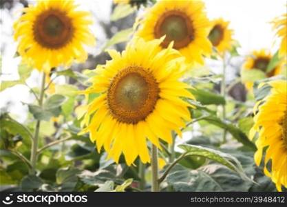 Beautiful sunflower with natural background, stock photo