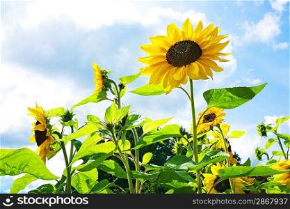 Beautiful sunflowers against blue sky.