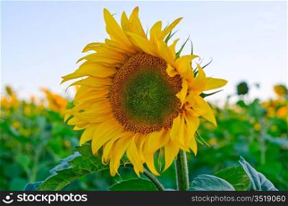 beautiful sunflowers at field with blue sky
