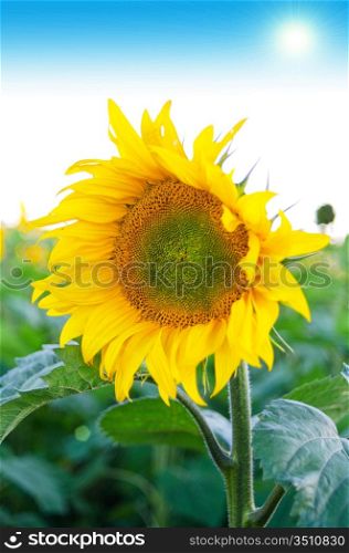 beautiful sunflowers at field with blue sky and sunburst