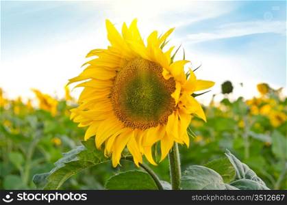 beautiful sunflowers at field with blue sky and sunburst
