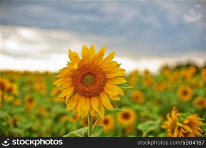 beautiful sunflowers at field with blue sky, closeup