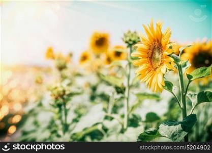 Beautiful sunflowers at sky background with sun light, summer outdoor nature