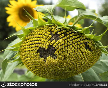 Beautiful Sunflowers blooming in the garden.