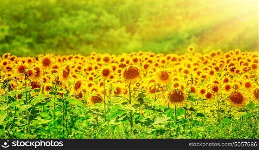 Beautiful sunflowers field in bright yellow sun light, amazing panoramic landscape, great fresh flowers growing on European plantation