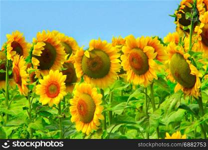 beautiful sunflowers growing on a farm field. beautiful yellow sunflowers growing on a farm field