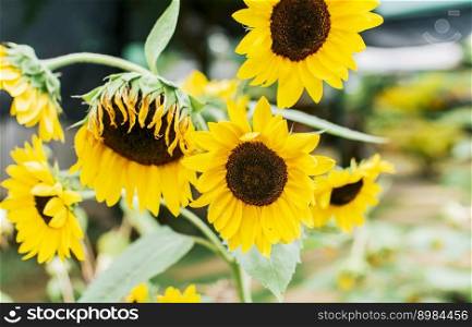 Beautiful sunflowers in a natural garden on a sunny day. Details of sunflowers and petals. Five yellow sunflowers in a garden, Close up of five beautiful sunflowers in a garden at sunset