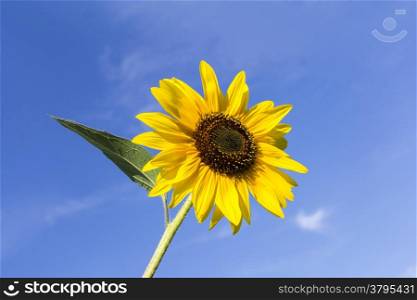 Beautiful sunflowers in the field with blue sky in background