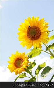 Beautiful sunflowers in the heat of summer