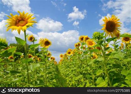 Beautiful sunflowers on a background blue sky