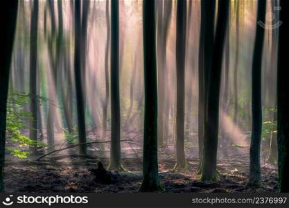 Beautiful sunlight rays pass through the trees and smoke, in the morning of the upcoming autumn. Sun beams pour through trees in foggy forest