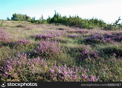 Beautiful sunlit heather flowers in a great grassland at the swedish island Oland