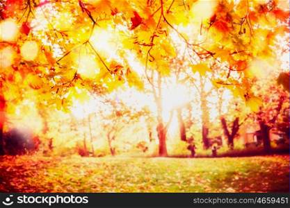 Beautiful sunny autumn park background with gold foliage , sunlight and bokeh