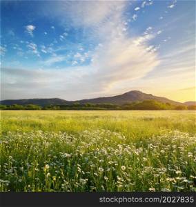 Beautiful sunny camomile meadow in mountain at sunset. Nature landscape composition.