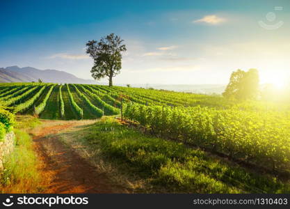 Beautiful sunny day at grape plantation in Crete island. Greece. Traditional vineyard and winery of mediterranean. Organic agriculture and natural farming background. Sun shining in green leaves