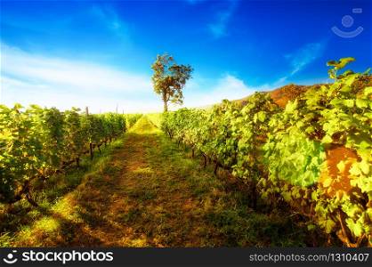 Beautiful sunny day at grape plantation in Crete island. Greece. Traditional vineyard and winery of mediterranean. Organic agriculture and natural farming background. Sun shining in green leaves