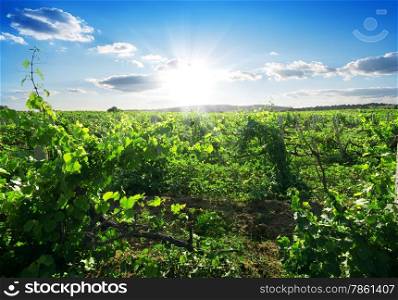 Beautiful sunny day in the summer vineyard