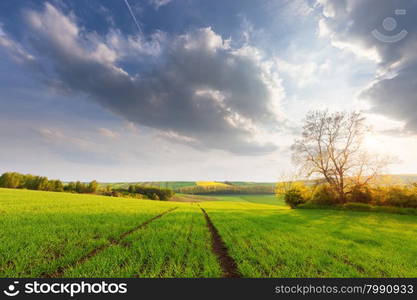 Beautiful sunny landscape