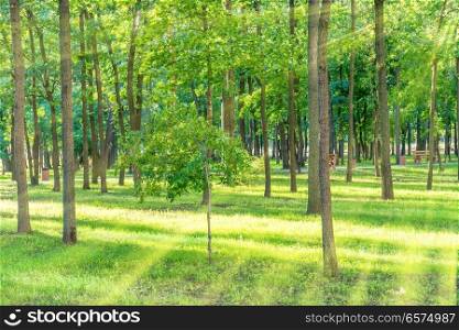 Beautiful sunny park with light beam at green grass