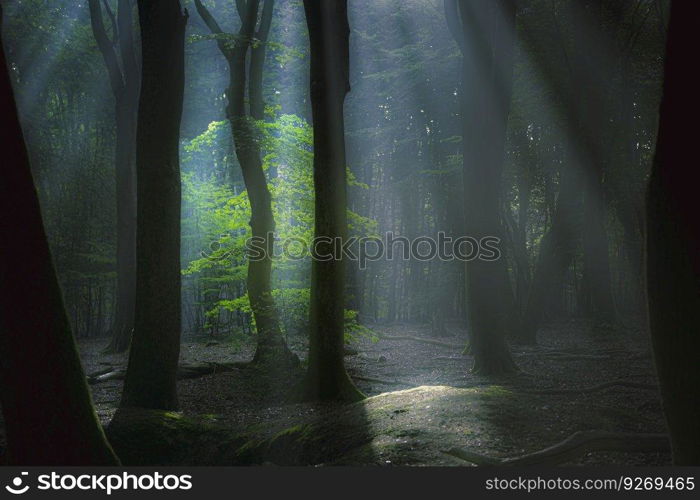 Beautiful Sunny Silhouetted Forest with Sunbeams through Fog. Sunbeams shine through canopy of foggy green forest