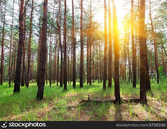 Beautiful sunrise in a summer pine forest