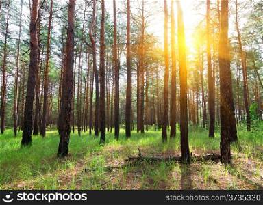 Beautiful sunrise in a summer pine forest
