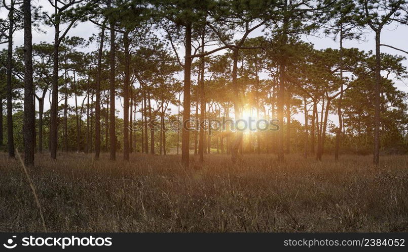 Beautiful sunrise in coniferous forest. Early morning with sunlight sunbeams through in pine forest landscape.