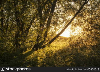 Beautiful sunrise landscape of sunlight glowing on footpath in trees