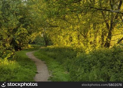 Beautiful sunrise landscape of sunlight glowing on footpath in trees