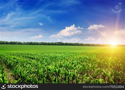 Beautiful sunrise on green cornfield and blue sky