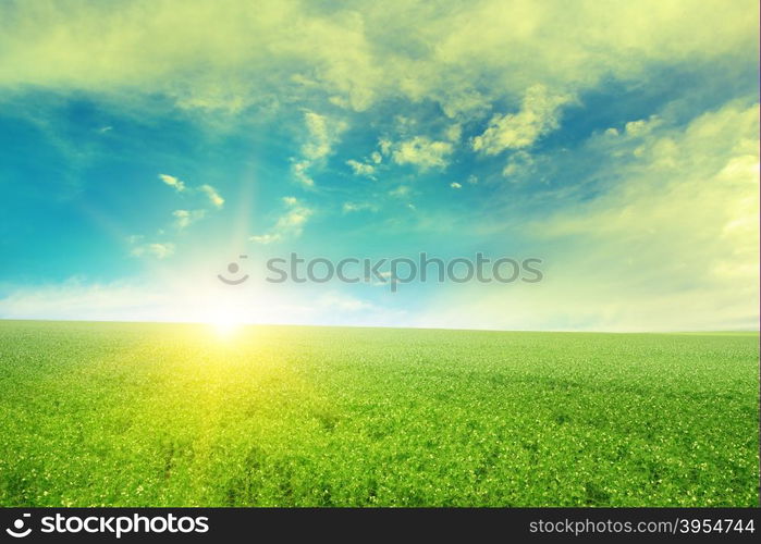 Beautiful sunrise over field pea