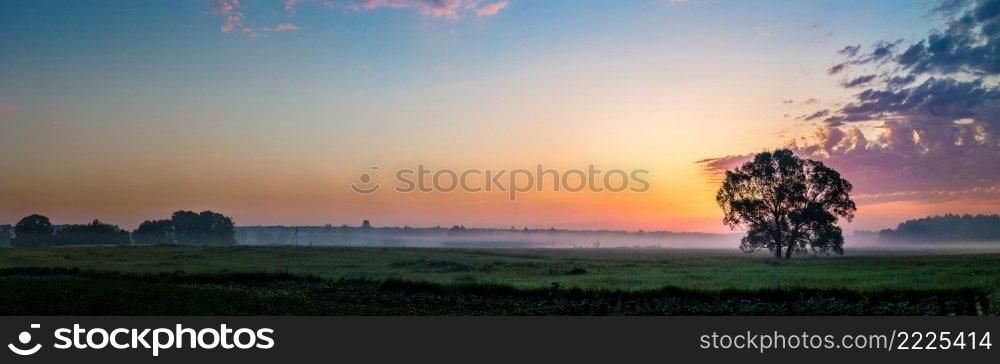 Beautiful sunrise over green field and single tree in a summer morning