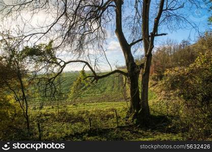 Beautiful sunrise over rolling countryside landscape in Autumn viewed through trees