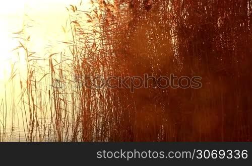 Beautiful sunrise over the lake (Hungary)