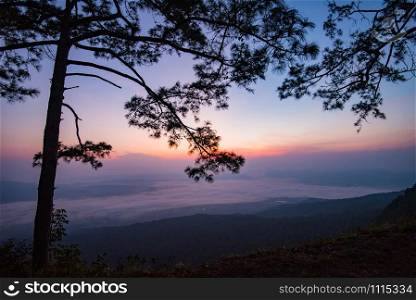 Beautiful sunrise purple sky on top view hill mountain cliff and branch silhouette pine tree landscape with fog mist background