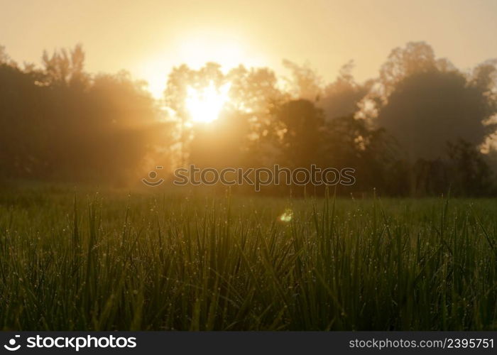 Beautiful sunrise rice green field blur